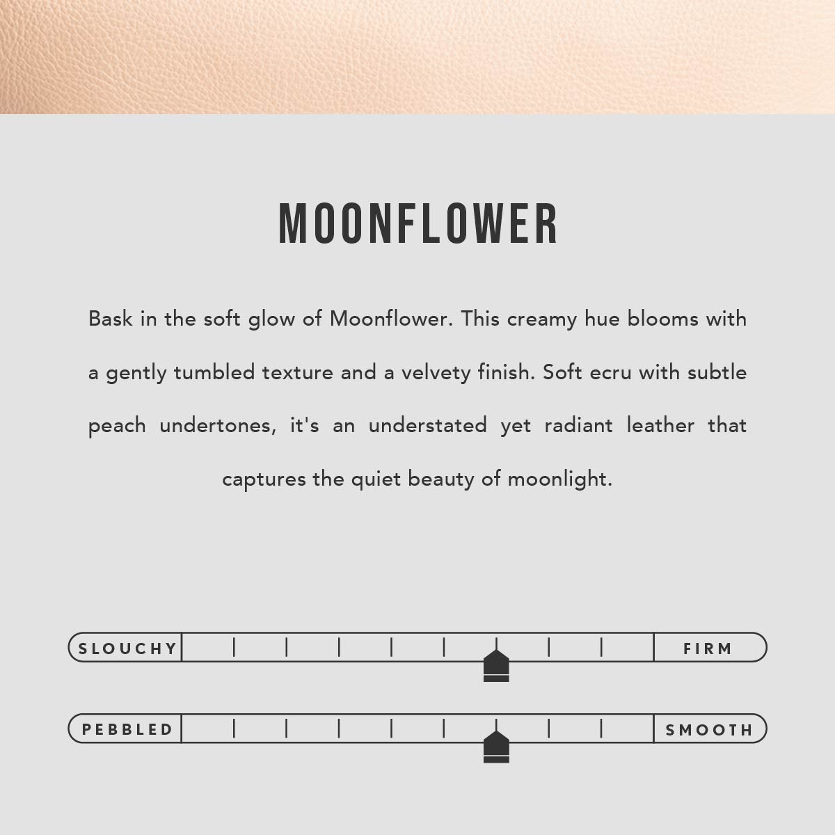 Moonflower | infographic